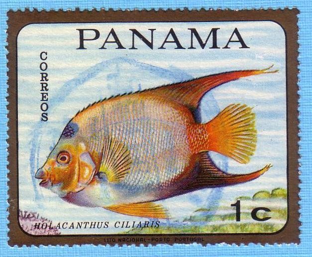 Holacanthus Ciliaris