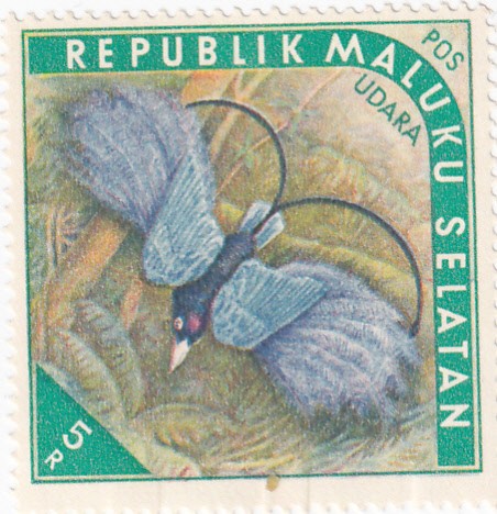 ISLAS MOLUKAS - Aves