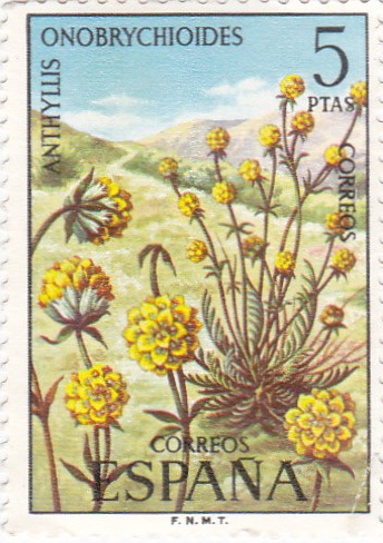 Anthyllis Onobrychioides     (E)