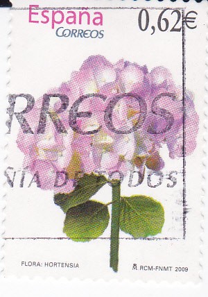 Hortensia     (E)