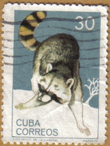 MAPACHE