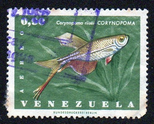 Corynopoma