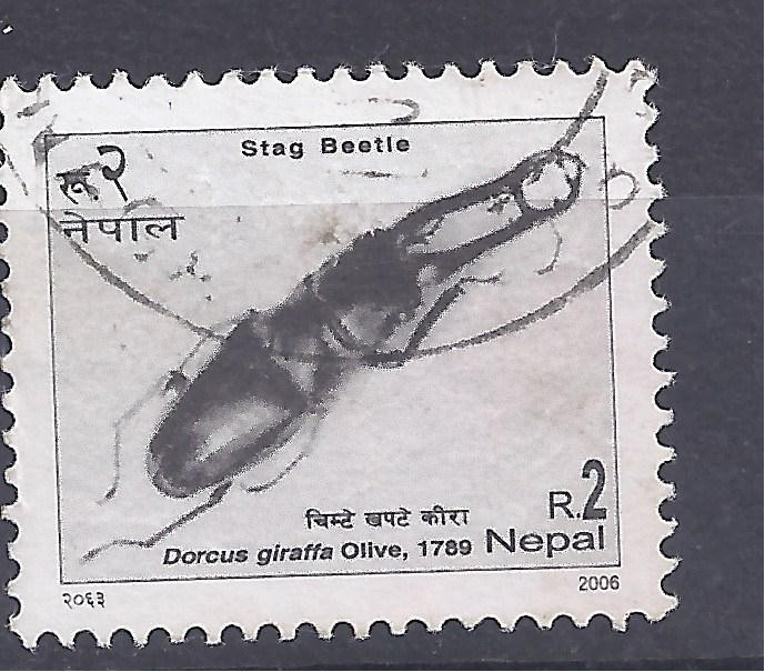 dorcus giraffa
