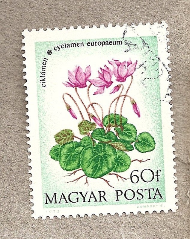 Cyclamen europaeum