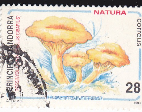 Natura-Rossinyol seta