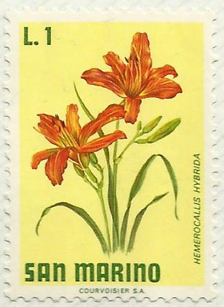 HEMEROCALLIS HYBRIDA