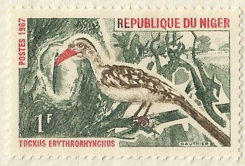 TOKUS ERYTHRORHYNCHUS