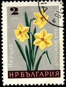Narcissus poeticus.