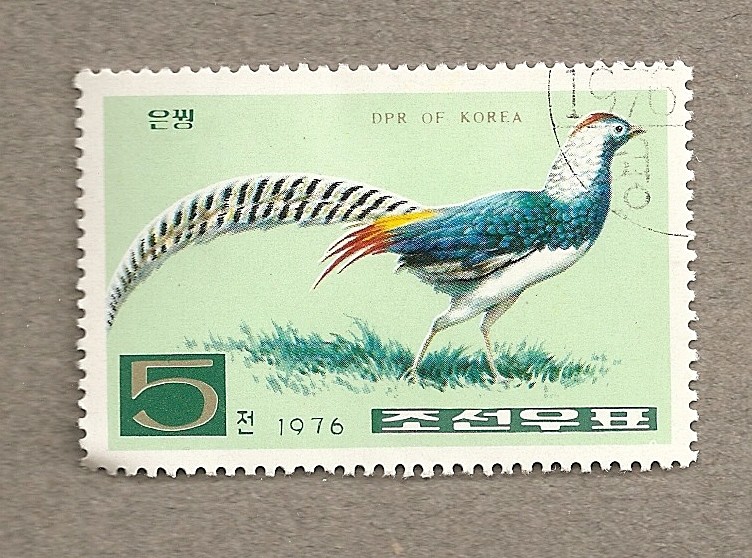 Pavo real