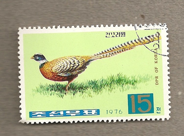Pavo real