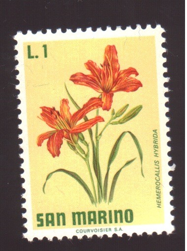 Hemerocallis hybrida