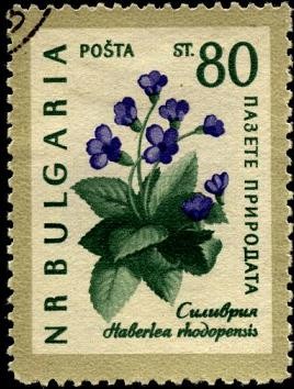 Flores, haberlea rhodopensis. .
