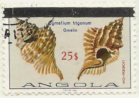 CYMATIUM TRIGONUM GMELIN