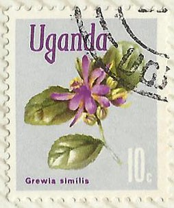 GREWIA SIMILIS