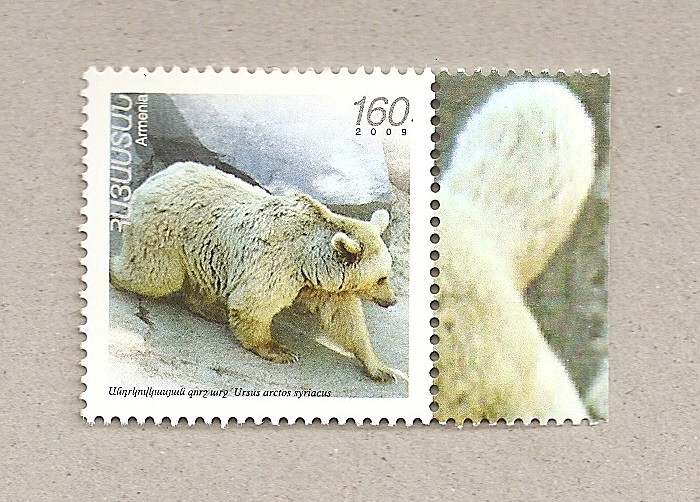 Ursus arctus