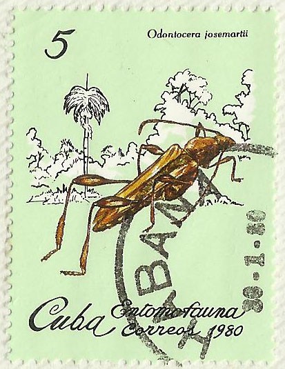 INSECTO