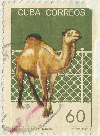 ZOOLOGICO DE LA HABANA. DROMEDARIO