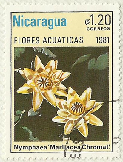 FLORES ACUATICAS