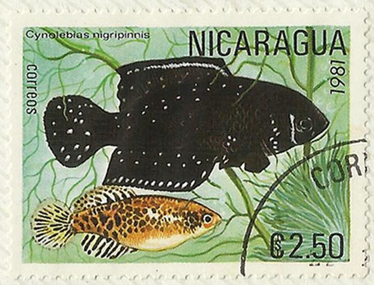 PECES