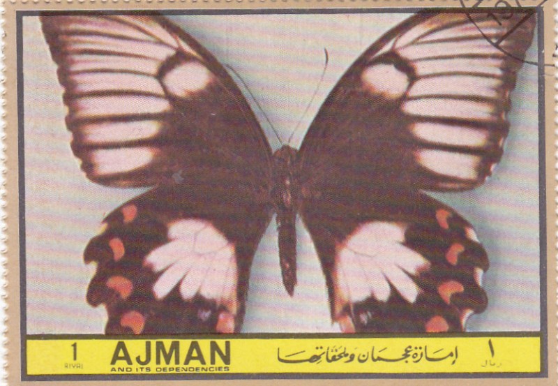 AJMAN -Mariposas