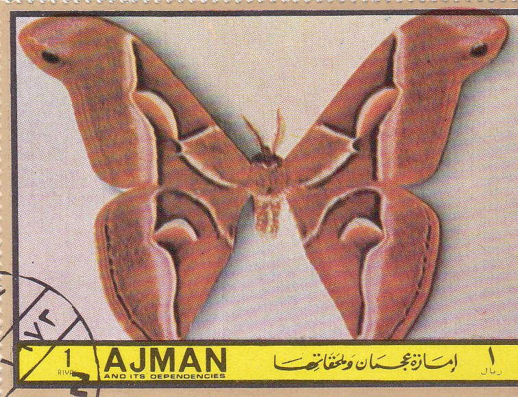 AJMAN -Mariposas