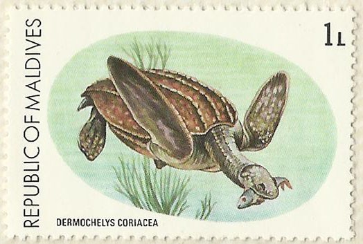 TORTUGA