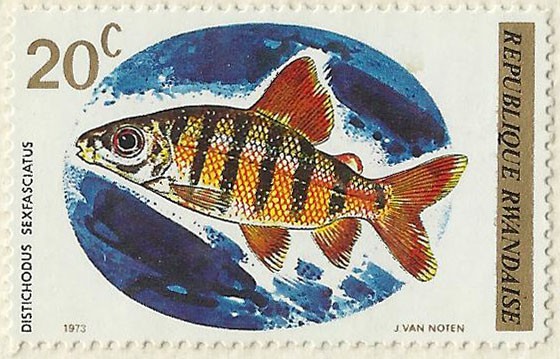 DISTICHODUS SEXFASCIATUS
