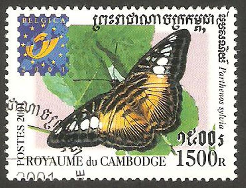  Mariposa