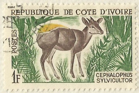 CEPHALOPHUS SILVICULTOR