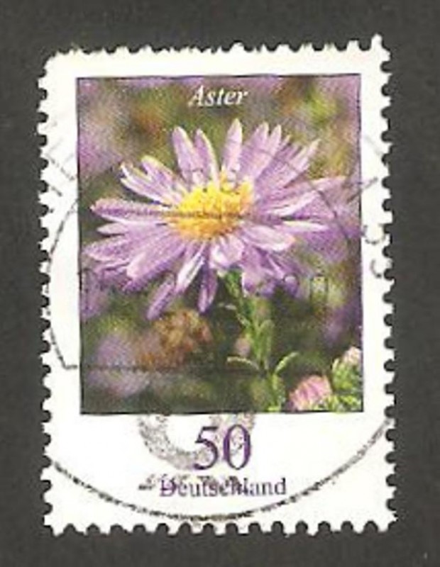 2288 - Flor áster