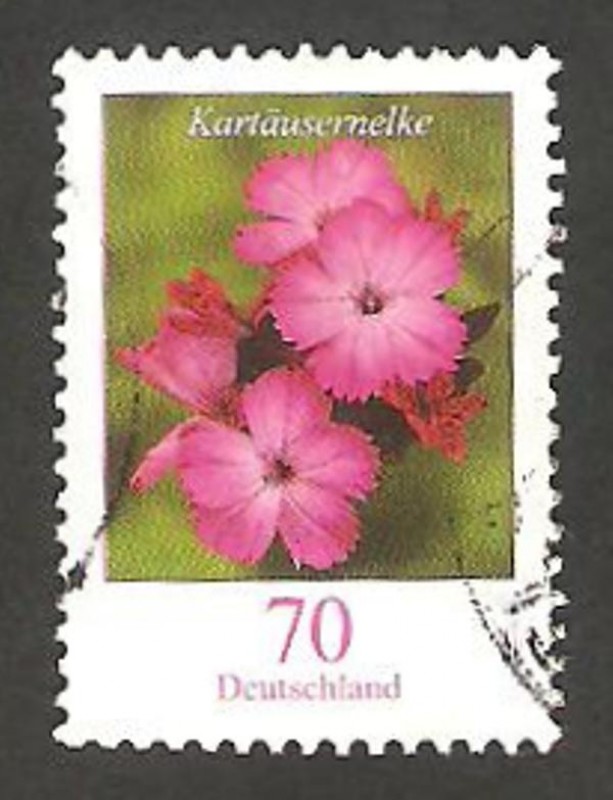 2352 - Flor Ojal cartujo
