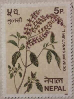 cocimum sanctum l. 1980