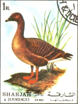 aves