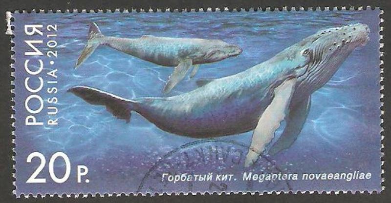 Ballena megaptera novaeangliae