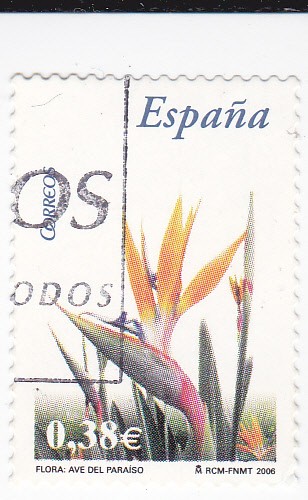 Flora - Ave del Paraíso     (k)