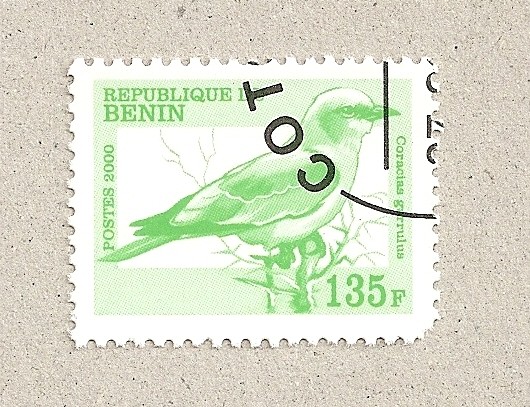 Ave Coracius garrulus