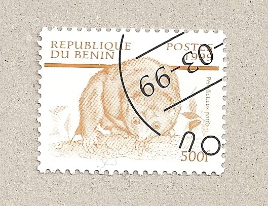 Perodicticus potto