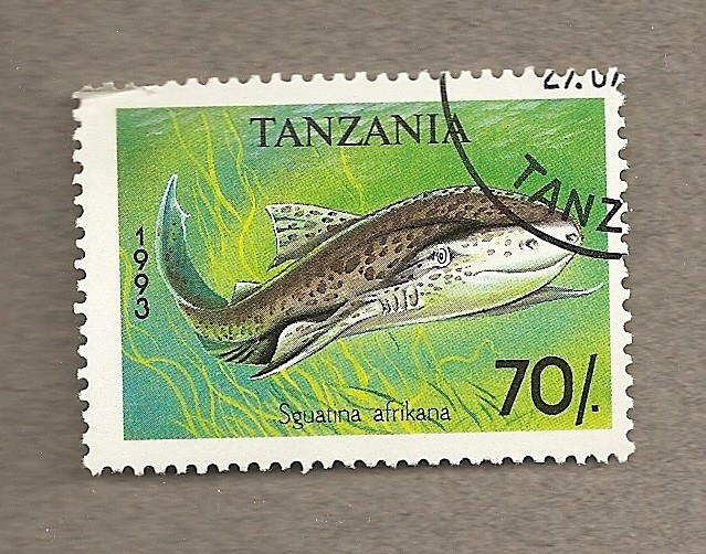  Pez Sguatina afrikana