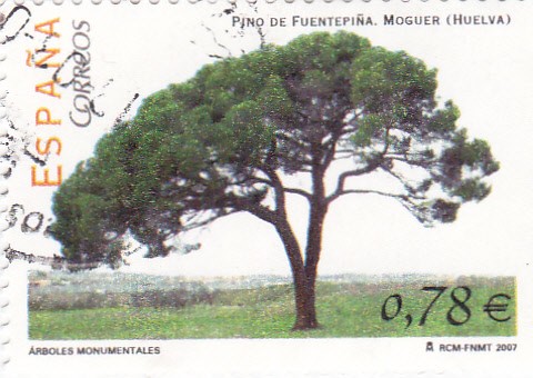 Arboles monumentales-Pino de Fuentepiña,Moguer(Huelva)   (L)