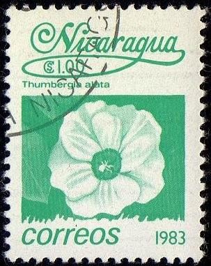 Thumbergia alata