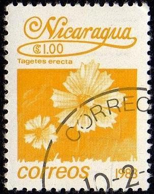 Tagetes erecta
