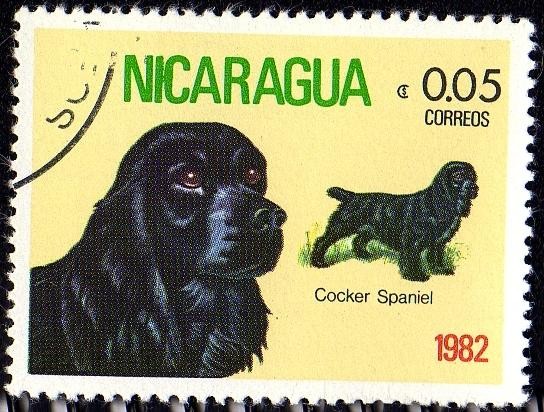 Cocker Spaniel