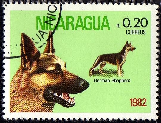 German Shepherd