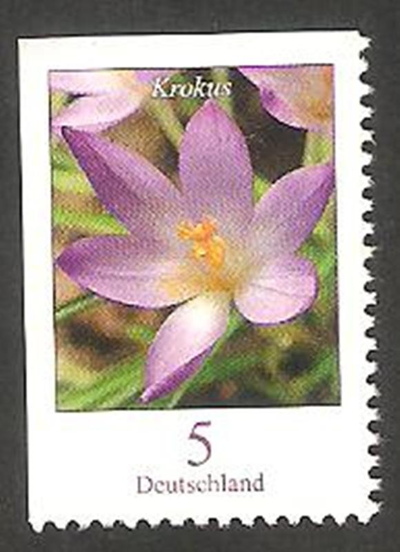 2305 a - flor krokus
