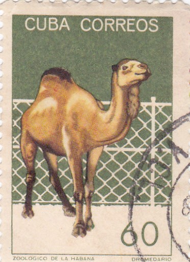 Zoológico de la Habana- Dromedario