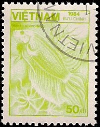 Fauna