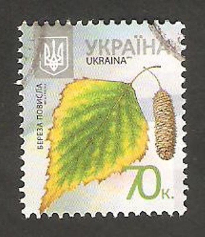 Flora, Betula Pendula