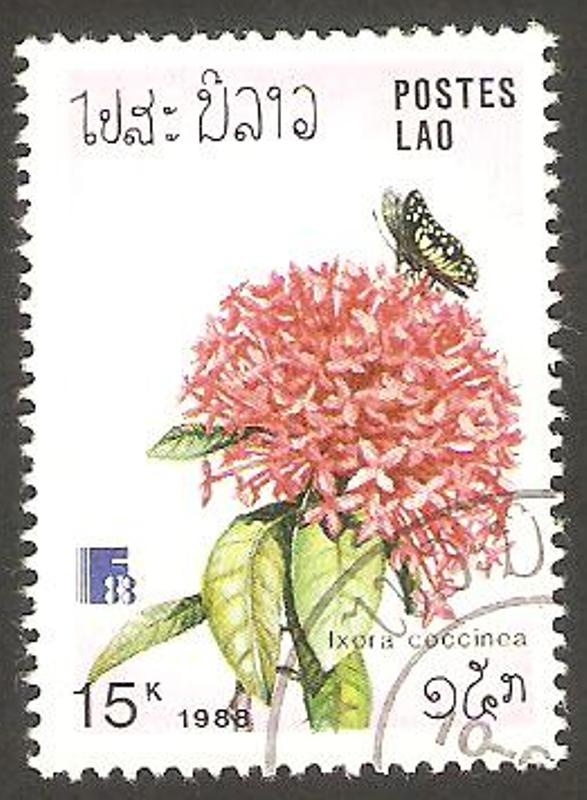  Flor 