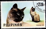 Siamese Cat