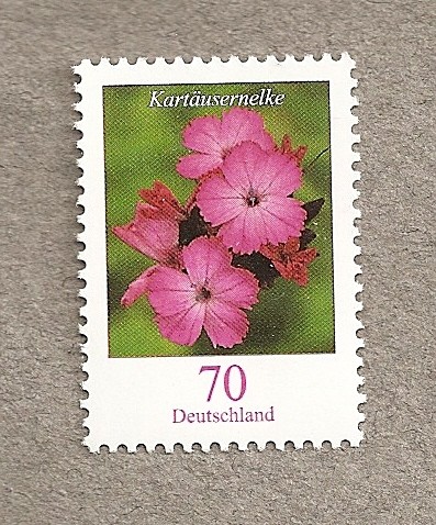 Clavel cartujano